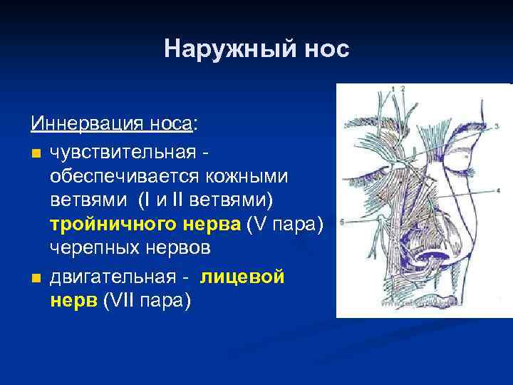 Нервы полости носа