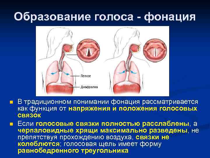 Образование голоса - фонация n n В традиционном понимании фонация рассматривается как функция от