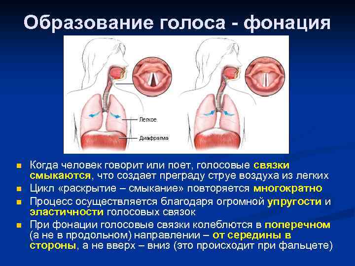 Образование голоса - фонация n n Когда человек говорит или поет, голосовые связки смыкаются,