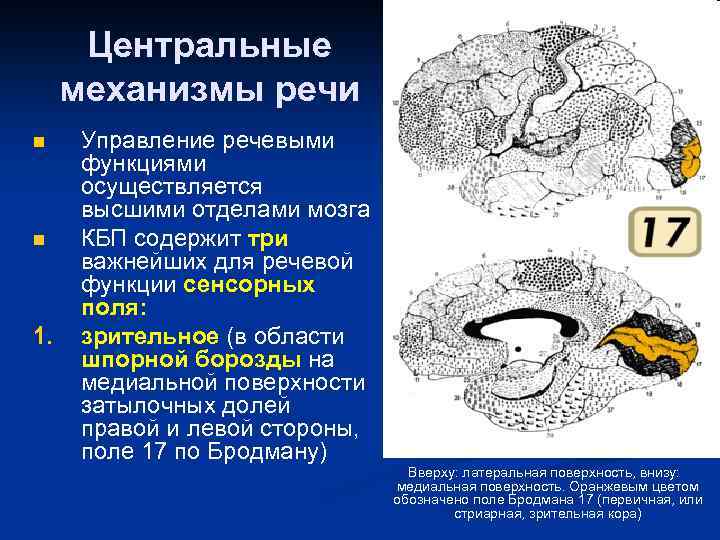 Механизмы речи