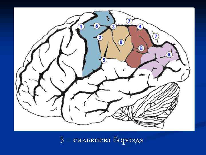 Что собой представляют борозды. Сильвиева борозда головного мозга. Латеральная сильвиева борозда. Роландова и сильвиева борозда. Латеральная щель мозга сильвиева борозда.