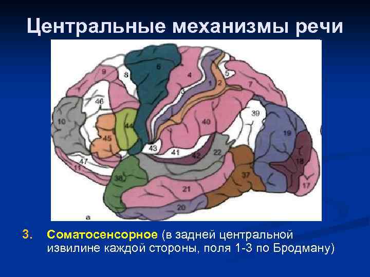 Механизмы речи. Центральные механизмы речи. Центры по Бродману речь. -Центральные механизмы речи и поля Бродмана. Центральный механизм.