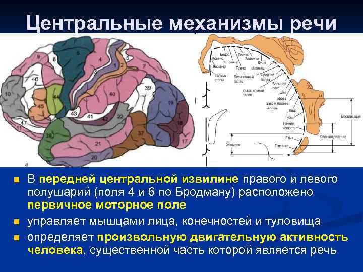 Центр речи. Центральные механизмы речи. Передняя Центральная извилина. Нейрофизиологические механизмы речи схема. Характеристика основных механизмов речи.