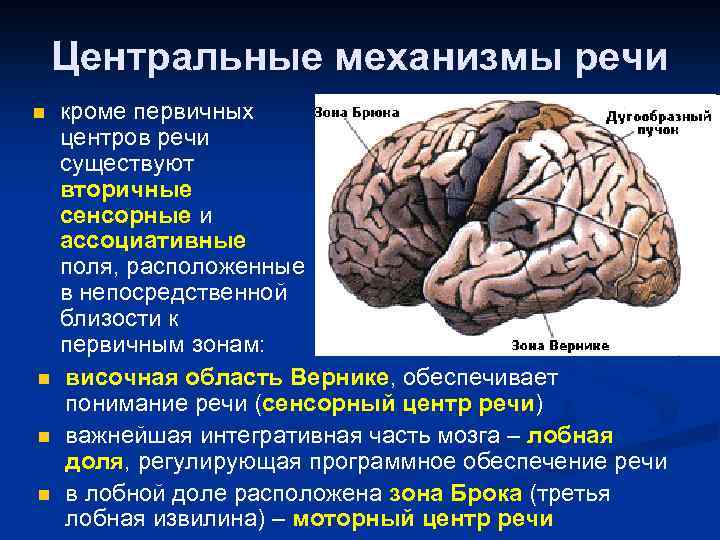 Механизмы речи. Центральные механизмы речи. Механизм формирования речи. Механизмы речи в психологии.