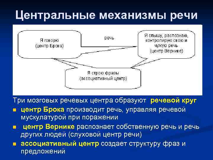 Центральные механизмы речи Три мозговых речевых центра образуют речевой круг n центр Брока производит