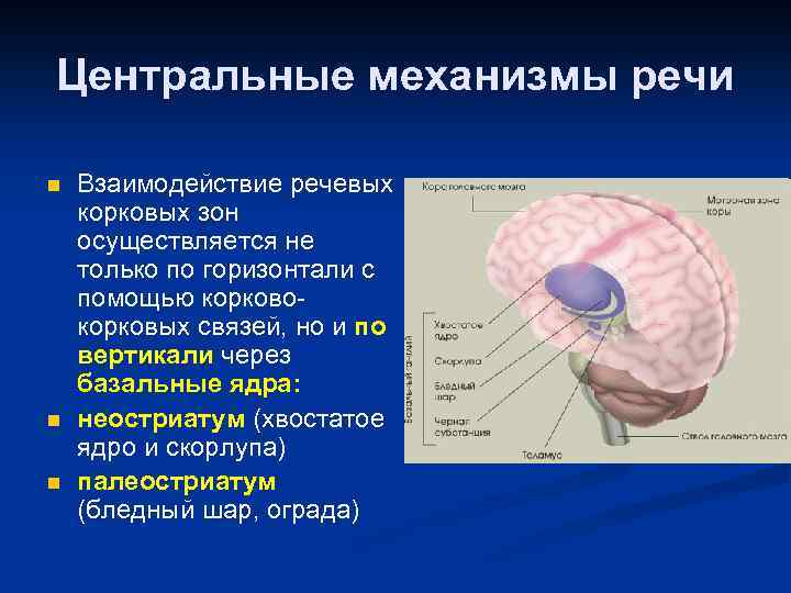 Центральные механизмы речи n n n Взаимодействие речевых корковых зон осуществляется не только по