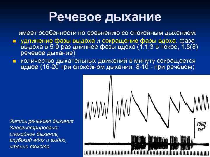 Речевое дыхание n n имеет особенности по сравнению со спокойным дыханием: удлинение фазы выдоха