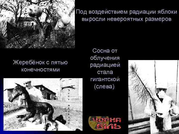  Жеребёнок с пятью конечностями Э т о т м а л ь ч