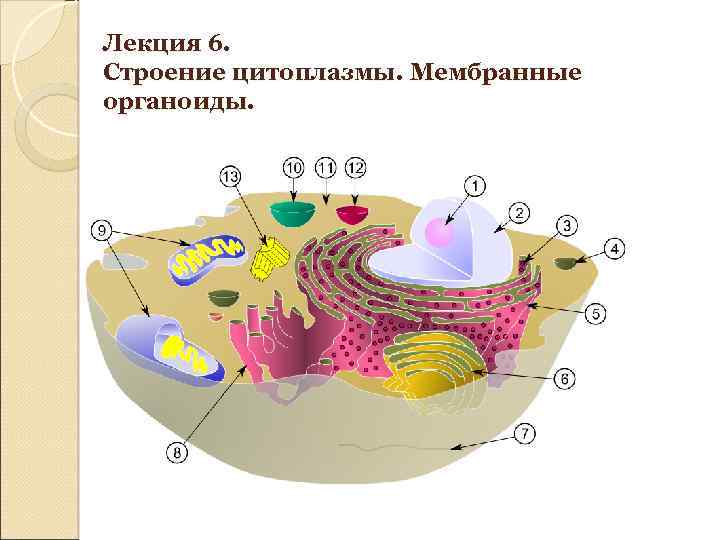 Лекция 6. Строение цитоплазмы. Мембранные органоиды. 