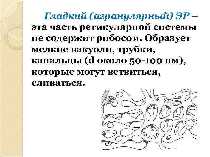 Гладкий (агранулярный) ЭР – эта часть ретикулярной системы не содержит рибосом. Образует мелкие вакуоли,