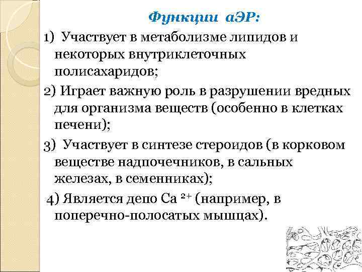 Функции а. ЭР: 1) Участвует в метаболизме липидов и некоторых внутриклеточных полисахаридов; 2) Играет