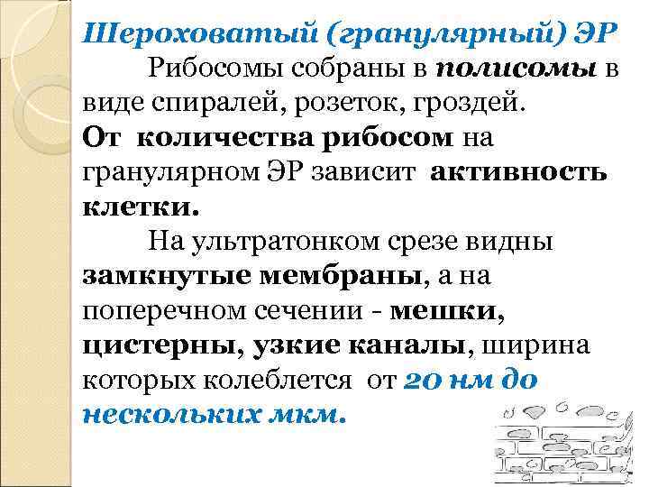 Шероховатый (гранулярный) ЭР Рибосомы собраны в полисомы в виде спиралей, розеток, гроздей. От количества