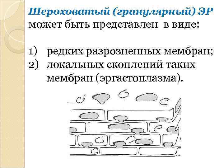 Шероховатый (гранулярный) ЭР может быть представлен в виде: 1) редких разрозненных мембран; 2) локальных