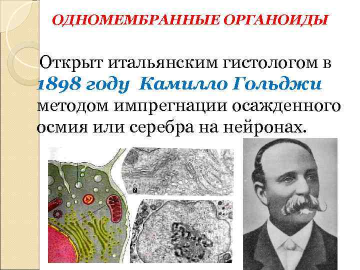 ОДНОМЕМБРАННЫЕ ОРГАНОИДЫ Открыт итальянским гистологом в 1898 году Камилло Гольджи методом импрегнации осажденного осмия