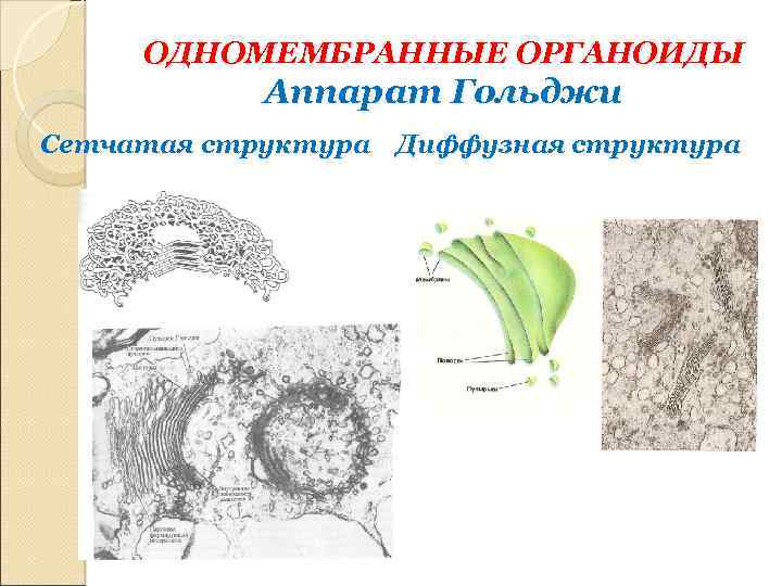 ОДНОМЕМБРАННЫЕ ОРГАНОИДЫ Аппарат Гольджи Сетчатая структура Диффузная структура 