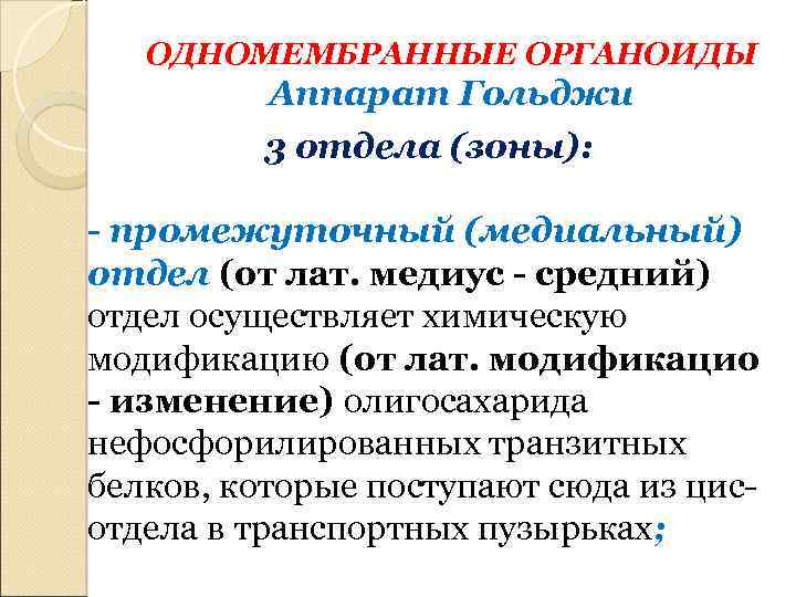 ОДНОМЕМБРАННЫЕ ОРГАНОИДЫ Аппарат Гольджи 3 отдела (зоны): - промежуточный (медиальный) отдел (от лат. медиус