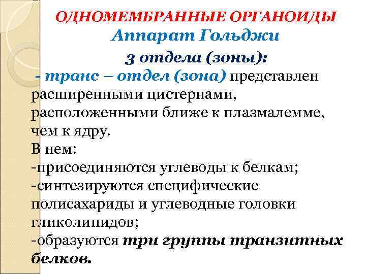 ОДНОМЕМБРАННЫЕ ОРГАНОИДЫ Аппарат Гольджи 3 отдела (зоны): - транс – отдел (зона) представлен расширенными