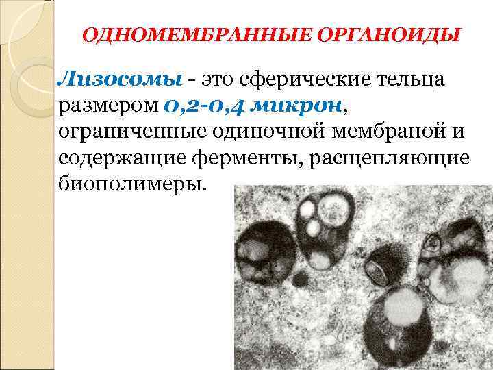 ОДНОМЕМБРАННЫЕ ОРГАНОИДЫ Лизосомы - это сферические тельца размером 0, 2 -0, 4 микрон, ограниченные