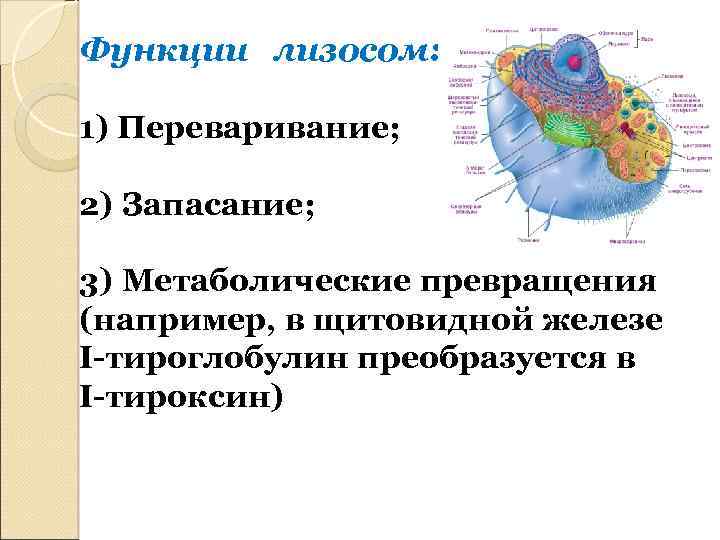 Функции лизосом: 1) Переваривание; 2) Запасание; 3) Метаболические превращения (например, в щитовидной железе I-тироглобулин