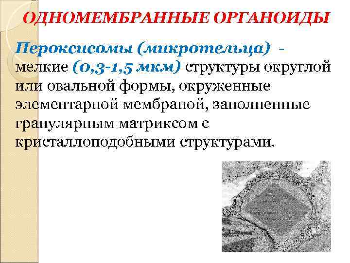 ОДНОМЕМБРАННЫЕ ОРГАНОИДЫ Пероксисомы (микротельца) - мелкие (0, 3 -1, 5 мкм) структуры округлой или