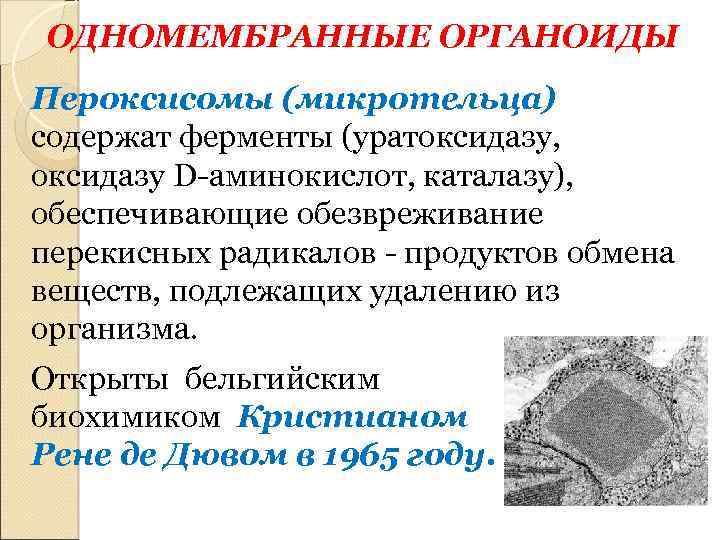 ОДНОМЕМБРАННЫЕ ОРГАНОИДЫ Пероксисомы (микротельца) содержат ферменты (уратоксидазу, оксидазу D-аминокислот, каталазу), обеспечивающие обезвреживание перекисных радикалов