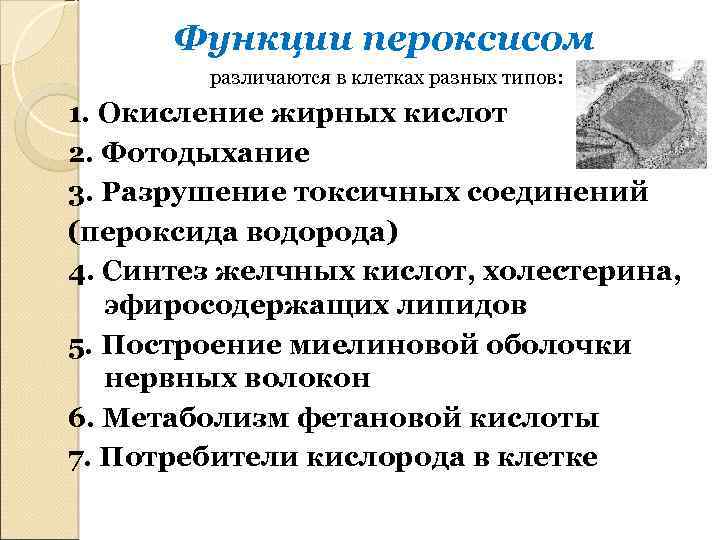 Функции пероксисом различаются в клетках разных типов: 1. Окисление жирных кислот 2. Фотодыхание 3.