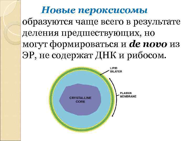 Новые пероксисомы образуются чаще всего в результате деления предшествующих, но могут формироваться и de