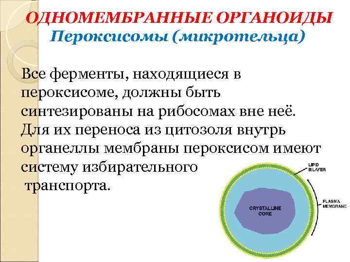 ОДНОМЕМБРАННЫЕ ОРГАНОИДЫ Пероксисомы (микротельца) Все ферменты, находящиеся в пероксисоме, должны быть синтезированы на рибосомах