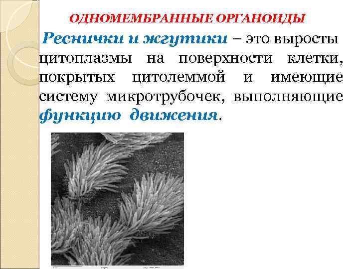 ОДНОМЕМБРАННЫЕ ОРГАНОИДЫ Реснички и жгутики – это выросты цитоплазмы на поверхности клетки, покрытых цитолеммой