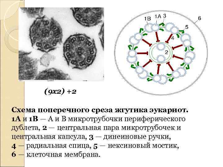 (9 х2) +2 Схема поперечного среза жгутика эукариот. 1 A и 1 B —