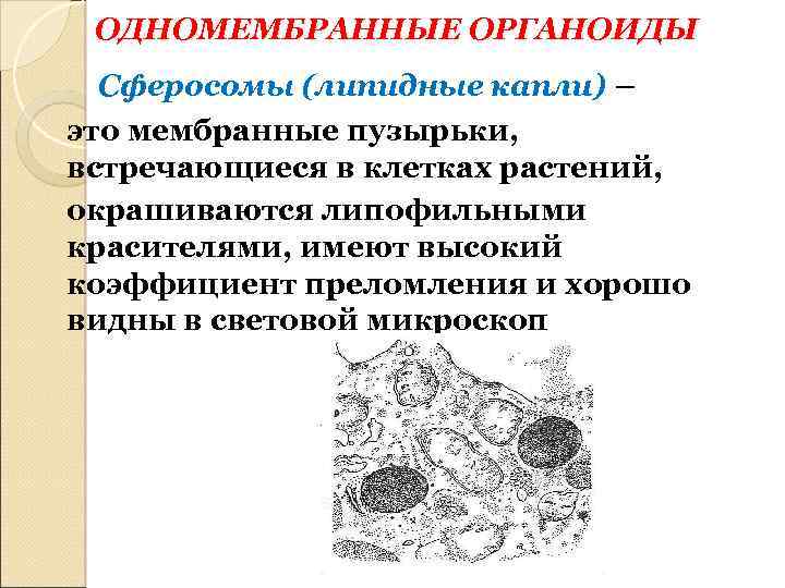 ОДНОМЕМБРАННЫЕ ОРГАНОИДЫ Сферосомы (липидные капли) – это мембранные пузырьки, встречающиеся в клетках растений, окрашиваются