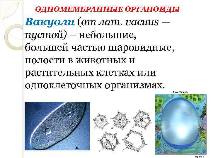 ОДНОМЕМБРАННЫЕ ОРГАНОИДЫ Вакуоли (от лат. vacuus — пустой) – небольшие, большей частью шаровидные, полости