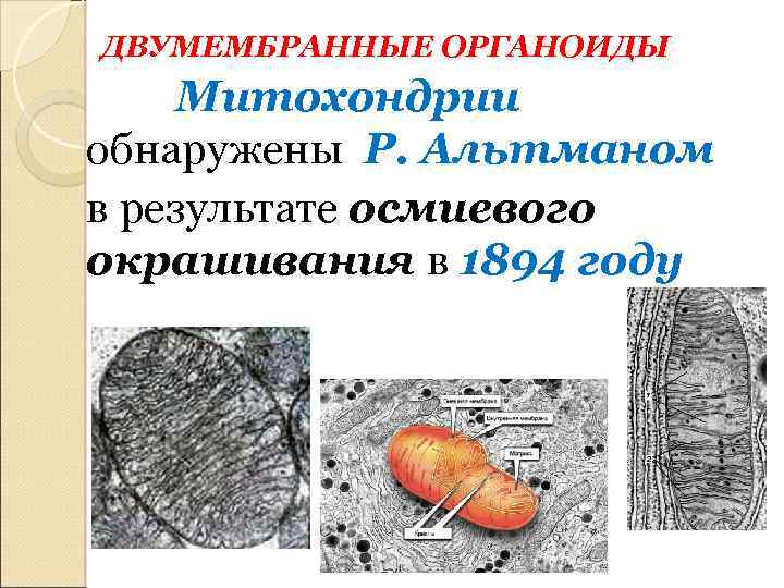 ДВУМЕМБРАННЫЕ ОРГАНОИДЫ Митохондрии обнаружены Р. Альтманом в результате осмиевого окрашивания в 1894 году 