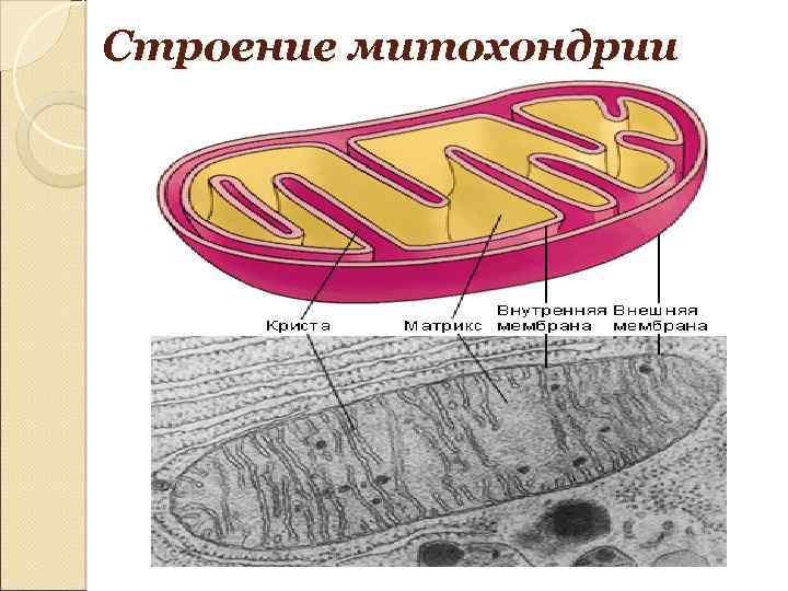 Внутреннее строение митохондрии. Функции митохондрии в растительной клетке. Цитоплазма митохондрии. Функции митохондрий в животной клетке.