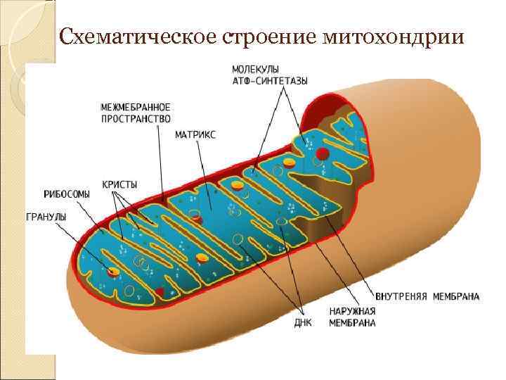 Схематическое строение митохондрии 