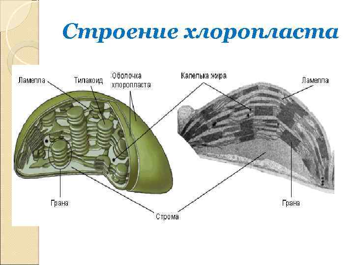 Строение хлоропласта 