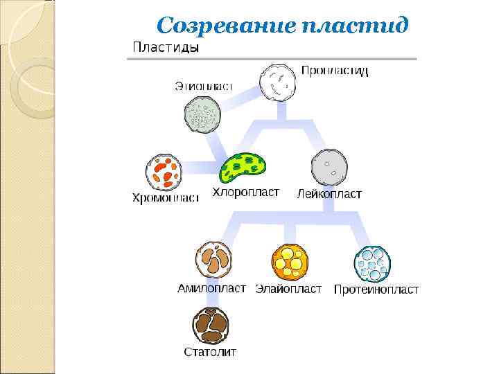 Созревание пластид 