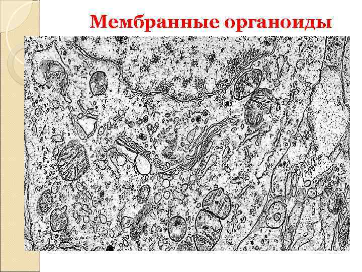 Мембранные органоиды 