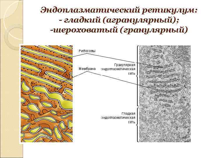 Эндоплазматический ретикулум: - гладкий (агранулярный); -шероховатый (гранулярный) 