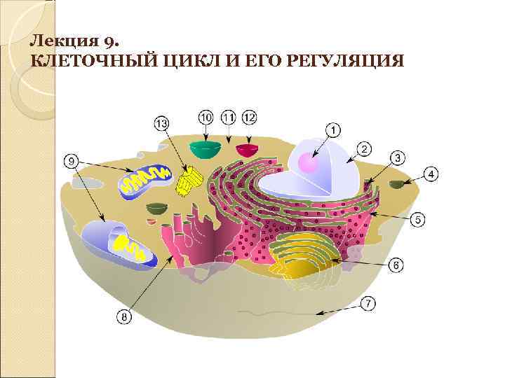 Лекция 9. КЛЕТОЧНЫЙ ЦИКЛ И ЕГО РЕГУЛЯЦИЯ 