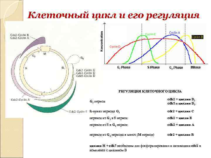 Периоды клеточного цикла