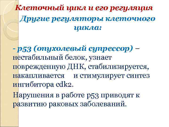 Клеточный цикл и его регуляция Другие регуляторы клеточного цикла: - p 53 (опухолевый супрессор)