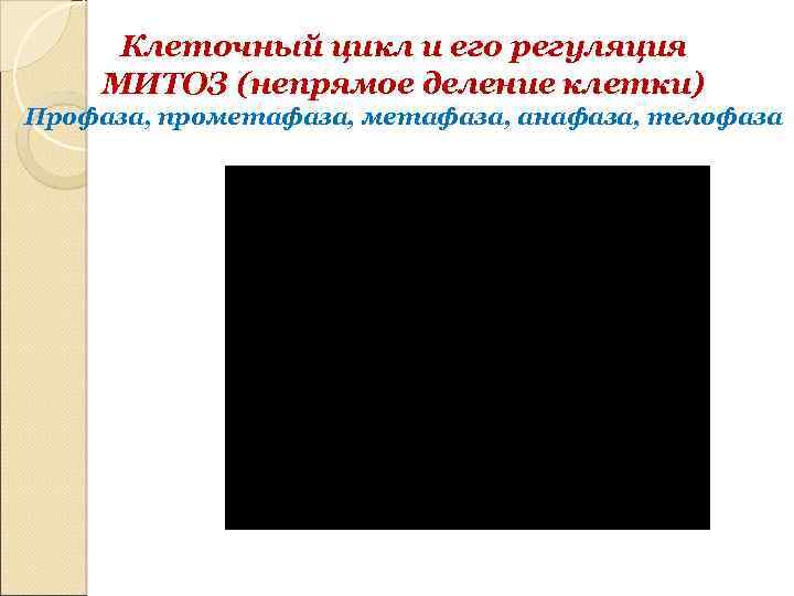 Клеточный цикл и его регуляция МИТОЗ (непрямое деление клетки) Профаза, прометафаза, анафаза, телофаза 