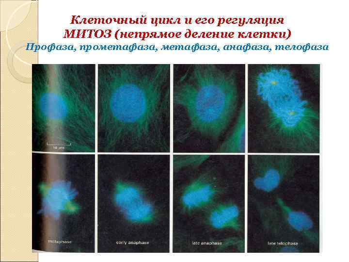 Клеточный цикл и его регуляция МИТОЗ (непрямое деление клетки) Профаза, прометафаза, анафаза, телофаза 