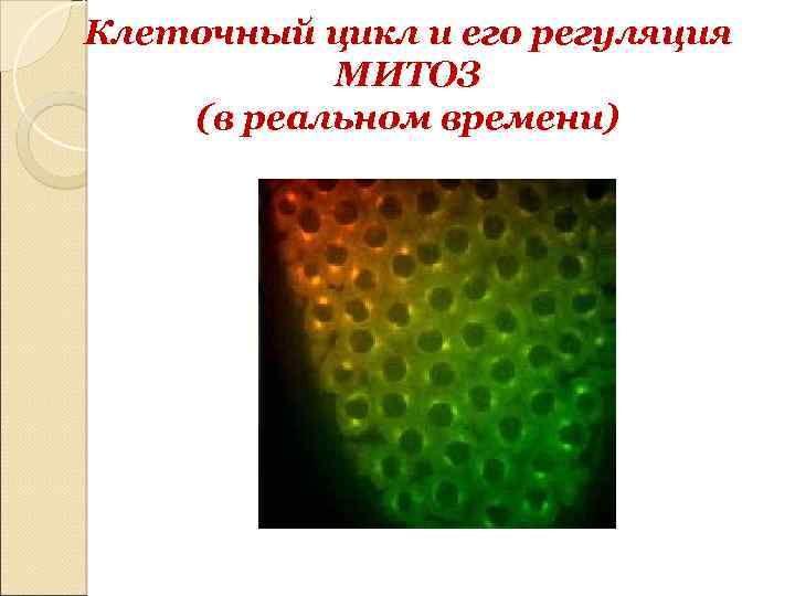 Клеточный цикл и его регуляция МИТОЗ (в реальном времени) 