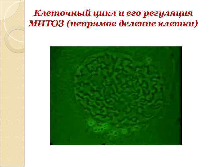 Клеточный цикл и его регуляция МИТОЗ (непрямое деление клетки) 