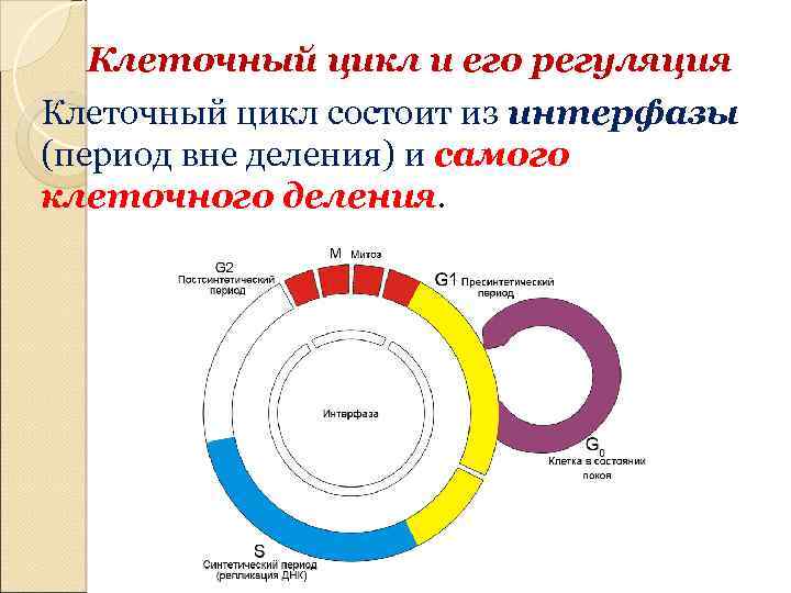 Регуляция клетки