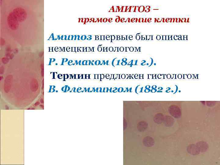 АМИТОЗ – прямое деление клетки Амитоз впервые был описан немецким биологом Р. Ремаком (1841