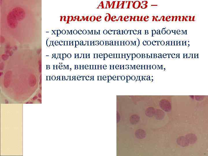 АМИТОЗ – прямое деление клетки - хромосомы остаются в рабочем (деспирализованном) состоянии; - ядро