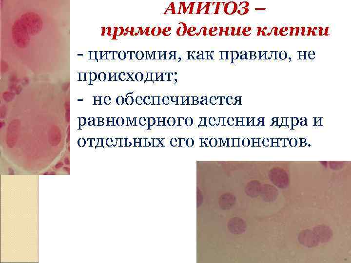 АМИТОЗ – прямое деление клетки - цитотомия, как правило, не происходит; - не обеспечивается